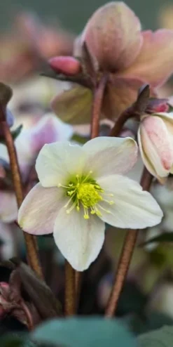 HELLEBORUS X Nigercors 'Emma' PBR