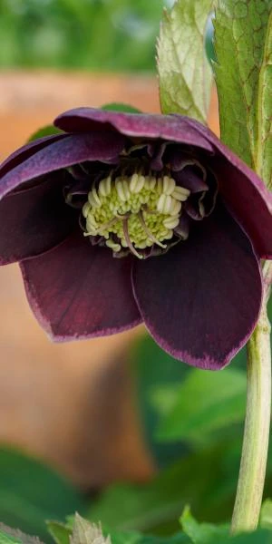 HELLEBORUS Orientalis 'Magic Aubergine' (Magic Collection) 4 HELLEBORUS Orientalis 'Magic Aubergine' (Magic Collection) - Image 2