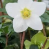 HELLEBORUS Niger 'Mont Blanc' -Garden Grace Store hellebourus mon blanc 1080413