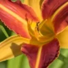 HEMEROCALLIS 'Frans Hals' -Garden Grace Store hemerocallis frans hals