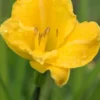 HEMEROCALLIS 'Irish Elf' -Garden Grace Store hemerocallis irish elf 052966