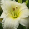 HEMEROCALLIS 'Joan Senior' -Garden Grace Store hemerocallis joan senior 6230342 2