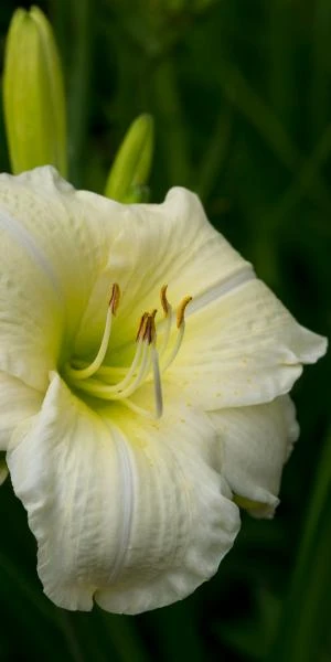 HEMEROCALLIS 'Joan Senior' 4 HEMEROCALLIS 'Joan Senior' - Image 2