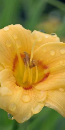 HEMEROCALLIS 'Siloam June Bug'