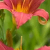 HEMEROCALLIS 'Pink Damask' -Garden Grace Store hemerocallis pink damask 6230404 2