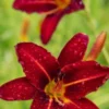 HEMEROCALLIS 'Stafford' -Garden Grace Store hemerocallis stafford web