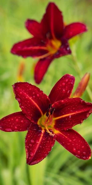 HEMEROCALLIS 'Stafford' 3 HEMEROCALLIS 'Stafford'