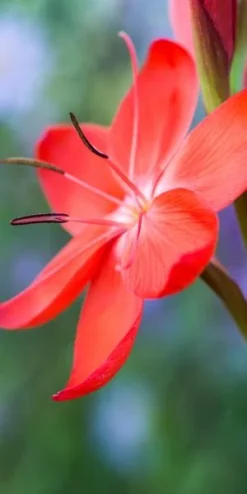 HESPERANTHA Coccinea 'Major'