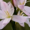 HESPERANTHA Coccinea 'Wilfred H. Bryant' -Garden Grace Store hesperantha coccinea wilfred h 4
