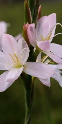 HESPERANTHA Coccinea 'Wilfred H. Bryant'