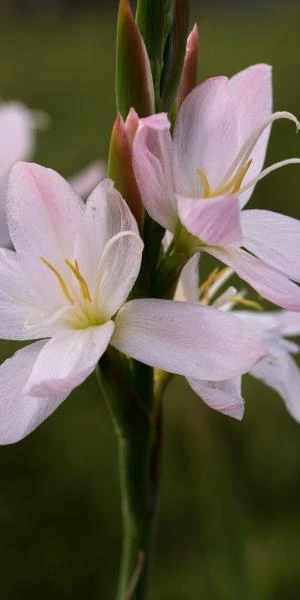 HESPERANTHA Coccinea 'Wilfred H. Bryant' 3 HESPERANTHA Coccinea 'Wilfred H. Bryant'