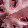 HEUCHERA 'Chocolate Ruffles' PBR -Garden Grace Store heuchera chocolate ruffles 3