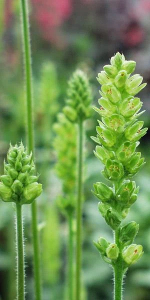 HEUCHERA Cylindrica 'Greenfinch' 3 HEUCHERA Cylindrica 'Greenfinch'
