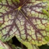 HEUCHERA 'Green Spice' -Garden Grace Store heuchera green spice 192524