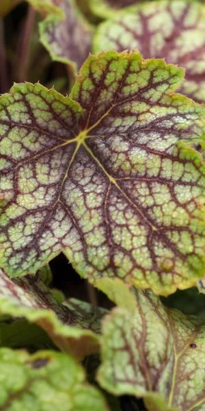 HEUCHERA 'Green Spice' 3 HEUCHERA 'Green Spice'