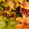 HEUCHERA 'Marmalade' PBR -Garden Grace Store heuchera marmalade 2