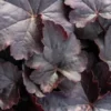 HEUCHERA 'Obsidian' PBR -Garden Grace Store heuchera obsidian 3