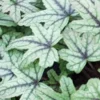 HEUCHERELLA 'Kimono' PBR -Garden Grace Store heucherella kimono 2