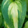 HOSTA 'Cherry Berry' -Garden Grace Store hosta cherry berry 5150578