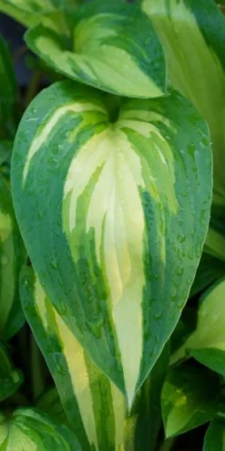 HOSTA 'Cherry Berry'