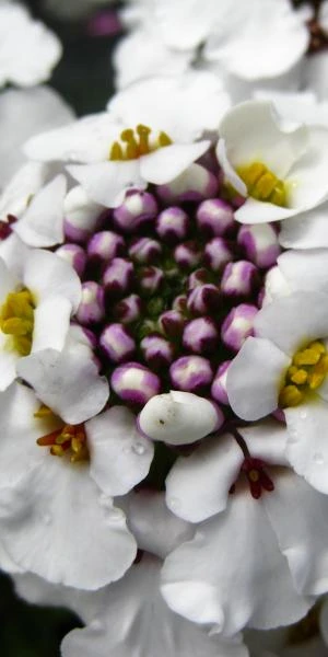 IBERIS Gibraltarica 'Betty Swainson' 3 IBERIS Gibraltarica 'Betty Swainson'