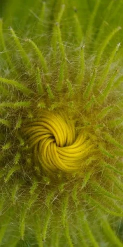 Garden Grace Store -Garden Grace Store inula hookeri 2 12