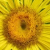 INULA Magnifica