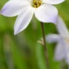 IPHEION Uniflorum 'Hardy's Hybrid' -Garden Grace Store ipheion uniflorum hardy s hybrid 3040555