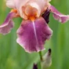 IRIS 'Carnaby' -Garden Grace Store iris carnaby 5230116