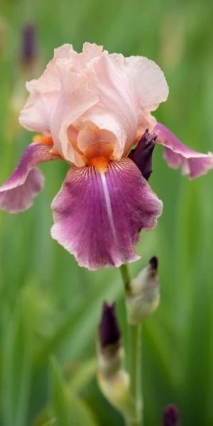 IRIS 'Carnaby' 3 IRIS 'Carnaby'