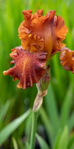 IRIS 'Carnival Time' (TB)