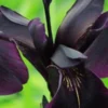 IRIS Chrysographes Black-flowered -Garden Grace Store iris chrysographes black flowered