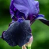 IRIS 'Deep Black' (TB) -Garden Grace Store iris deep black tb 5230140