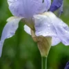IRIS 'Jane Phillips' (TB) -Garden Grace Store iris jane phillips for web 6031102