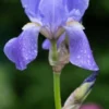 IRIS Pallida Subsp. Pallida 1 IRIS Pallida Subsp. Pallida -Garden Grace Store iris pallida subsp 2