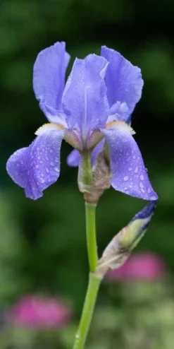 IRIS Pallida Subsp. Pallida