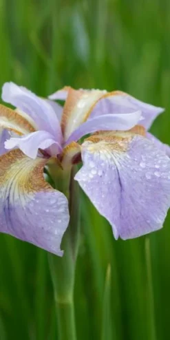 IRIS 'Rikugi-sakura'