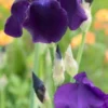 IRIS 'Sable' (TB) -Garden Grace Store iris sable 4282311