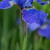 IRIS 'Silver Edge' (Sib)