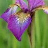 IRIS 'Sparkling Rose' (SIB) -Garden Grace Store iris sparkling rose sib 5190016