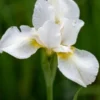 IRIS 'White Swirl' (SIB) -Garden Grace Store iris white swirl 5260326