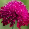 KNAUTIA Macedonica -Garden Grace Store knautia macedonica