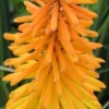 KNIPHOFIA 'Amsterdam' 1 KNIPHOFIA 'Amsterdam' -Garden Grace Store kniphofia amsterdam