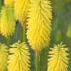 KNIPHOFIA 'Bees' Lemon' 2 KNIPHOFIA 'Bees' Lemon' -Garden Grace Store kniphofia bees lemon 1