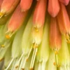 KNIPHOFIA Caulescens -Garden Grace Store kniphofia caulescens 9180250 2