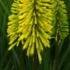 KNIPHOFIA 'Dorset Sentry' -Garden Grace Store kniphofia dorset sentry 9200057 4
