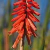 KNIPHOFIA 'Nancy's Red' -Garden Grace Store kniphofia nancy s red 5