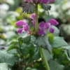 LAMIUM Maculatum 'Beacon Silver' -Garden Grace Store lamium maculatum beacon silver 4200218