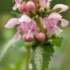 LAMIUM Maculatum 'Pink Pearls' -Garden Grace Store lamium maculatum pink pearls 5270033 3