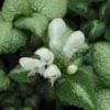LAMIUM Maculatum 'White Nancy' -Garden Grace Store lamium maculatum white nancy